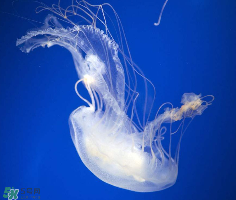 海蜇是生吃嗎？海蜇怎么吃？