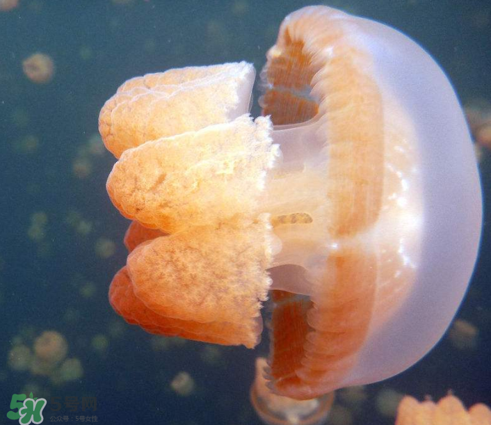 海蜇是生吃嗎？海蜇怎么吃？