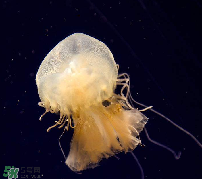 海蜇是生吃嗎？海蜇怎么吃？