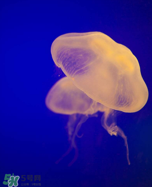 海蜇不能和什么一起吃？海蜇食用禁忌