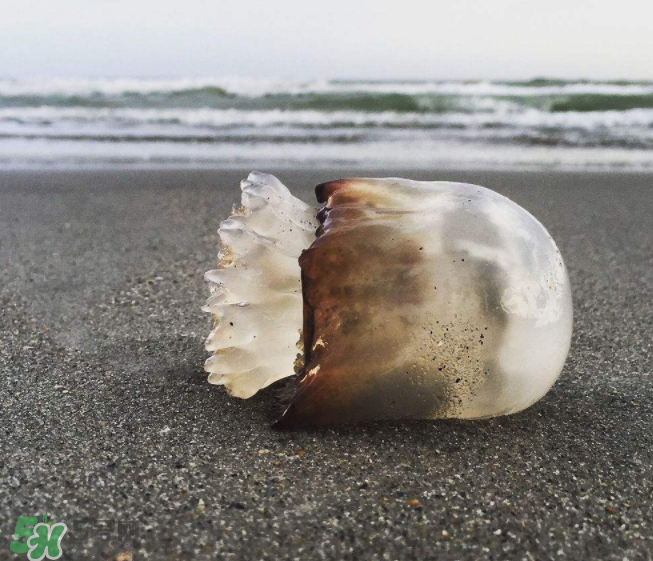 海蜇不泡能吃嗎？海蜇可以直接吃嗎？