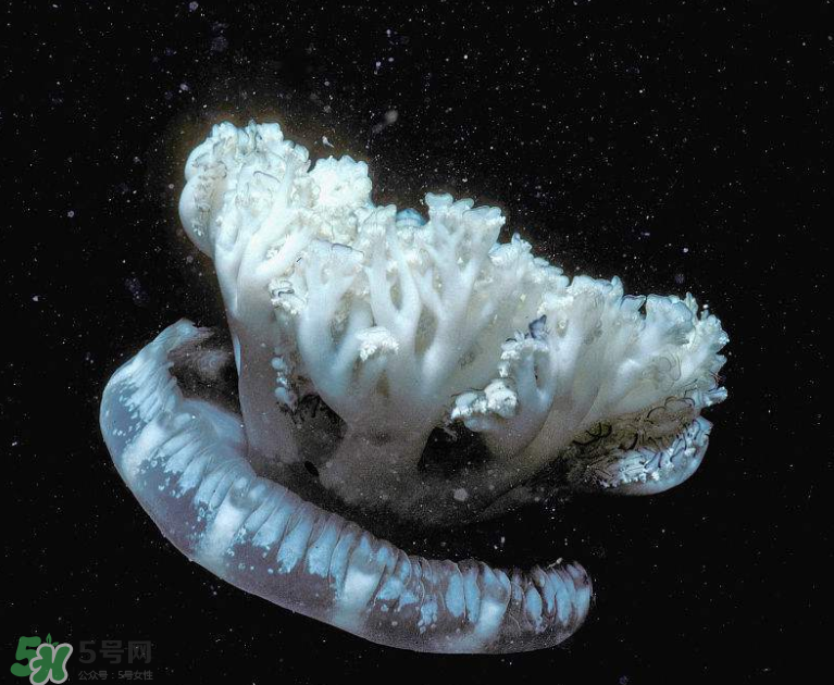 海蜇不泡能吃嗎？海蜇可以直接吃嗎？