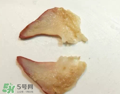 北極貝多少錢(qián)一斤？北極貝長(zhǎng)什么樣子