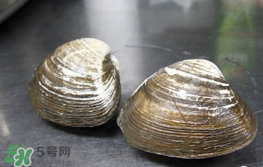 北極貝多少錢(qián)一斤？北極貝長(zhǎng)什么樣子