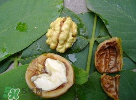 青皮核桃和干核桃哪個營養(yǎng)高？有什么區(qū)別？