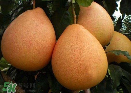 三紅蜜柚是哪里產(chǎn)的？三紅蜜柚什么時(shí)候上市？