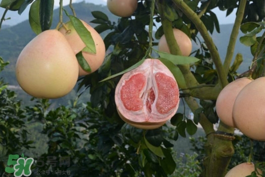 三紅蜜柚口味怎么樣？三紅蜜柚苗多少錢(qián)一棵