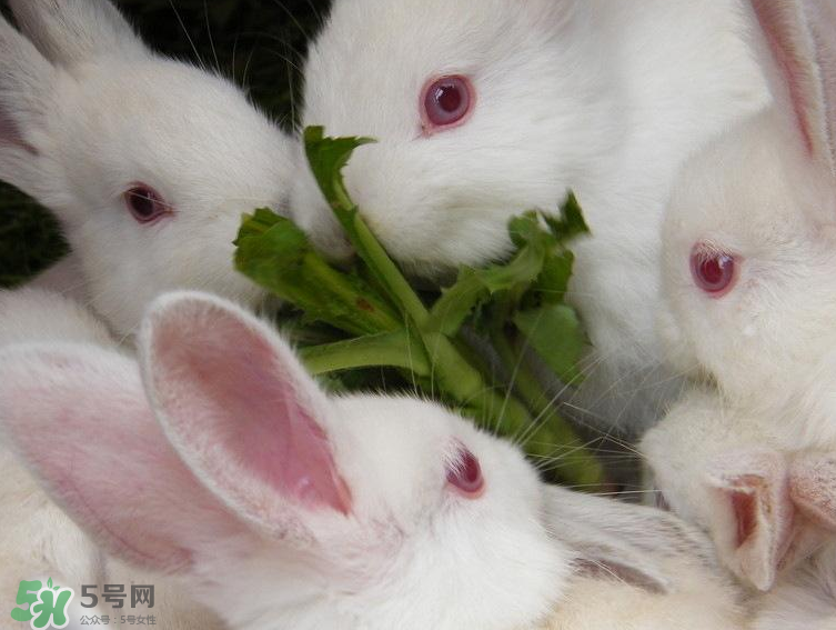 兔肉和羊肉能一起吃嗎？兔肉和羊肉相克嗎？