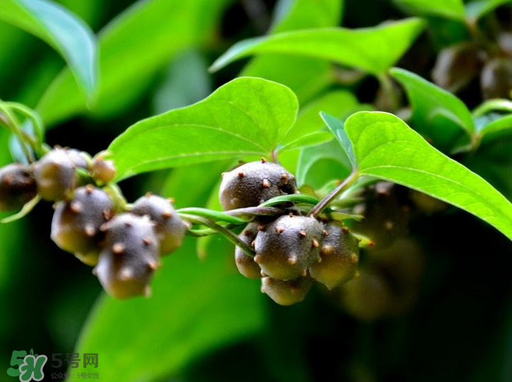 山藥豆是怎么長(zhǎng)出來(lái)的？山藥豆是山藥的種子嗎？