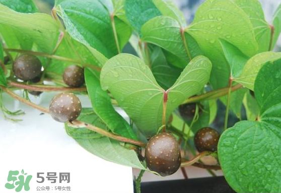 山藥豆能生吃嗎？山藥豆能帶皮吃嗎？