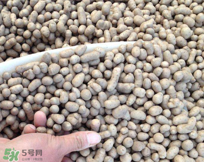 山藥豆能種植嗎？山藥豆怎么種？