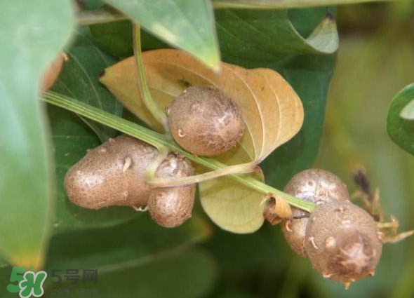 山藥豆能種植嗎？山藥豆怎么種？