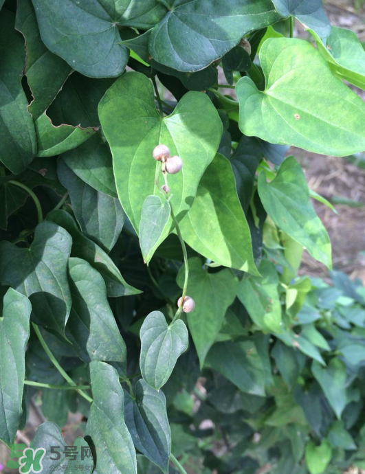 山藥豆能種植嗎？山藥豆怎么種？
