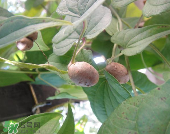 山藥豆能泡酒嗎？山藥豆能打豆?jié){嗎？