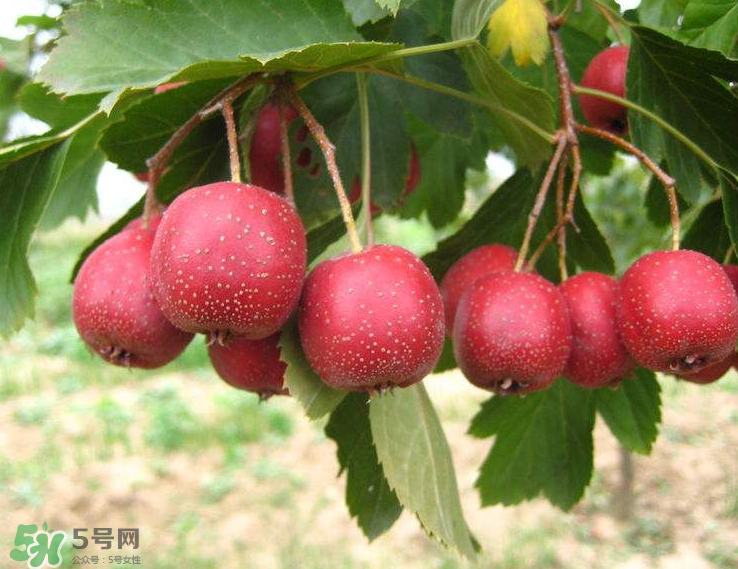 山楂和菊花能一起泡水喝嗎？