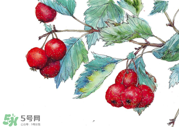 山楂要煲多長(zhǎng)時(shí)間最好？山楂要什么時(shí)候吃最好？