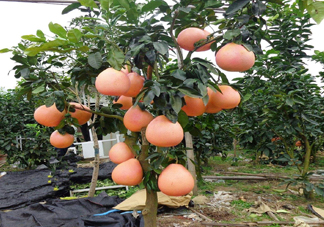 三紅蜜柚幾年結(jié)果？種三紅蜜柚好還是紅肉蜜柚好？
