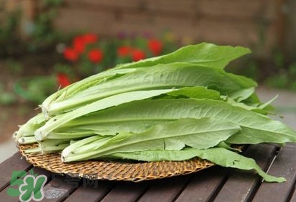 萵苣葉能吃嗎？萵苣葉和油麥菜有什么區(qū)別