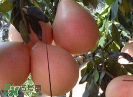 三紅蜜柚口味怎么樣？三紅蜜柚苗多少錢(qián)一棵