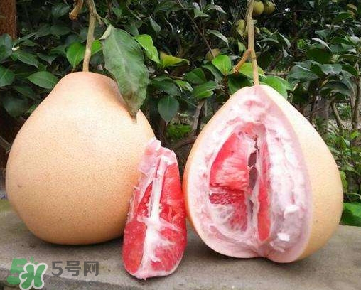 三紅蜜柚多少錢(qián)一斤2017？三紅蜜柚好吃嗎