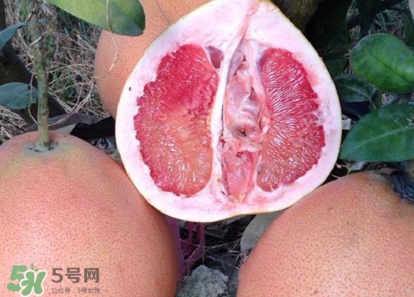 三紅蜜柚口味怎么樣？三紅蜜柚苗多少錢(qián)一棵