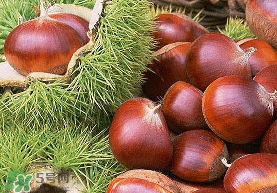 板栗酒能治療腎陽虛嗎？板栗泡酒真的能壯陽嗎？