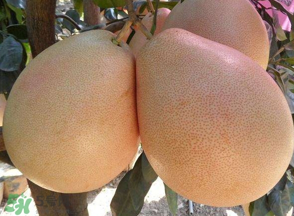 三紅蜜柚幾年結果？種三紅蜜柚好還是紅肉蜜柚好？