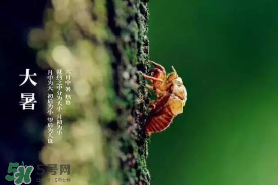 三伏天怎樣飲食？三伏天不宜做哪些事？