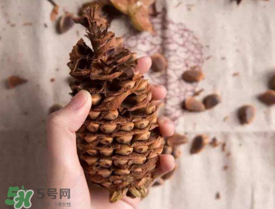 松籽有什么營養(yǎng)價值？松籽仁的功效與作用
