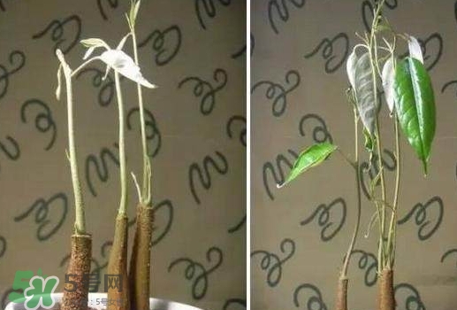 榴蓮籽能種嗎？榴蓮籽怎么種小盆栽？