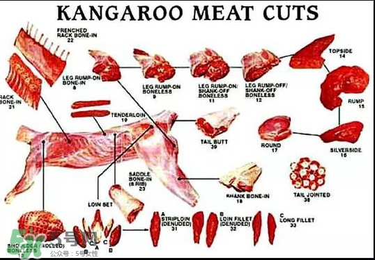 袋鼠是老鼠嗎？袋鼠肉好吃嗎