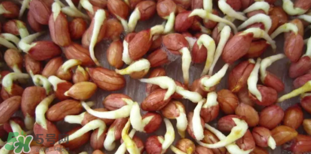 什么樣的花生適合發(fā)芽？花生的食用方法