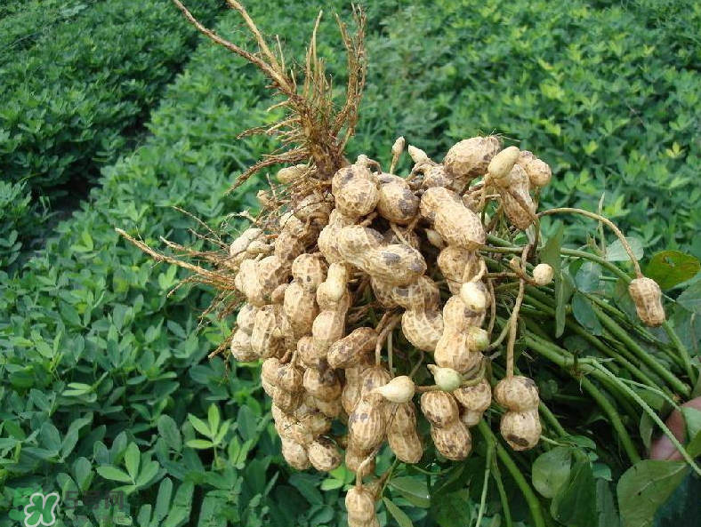 花生的藥用價值有哪些？花生不能和什么一起吃？