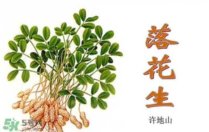 落花生是什么？關(guān)于花生的分解