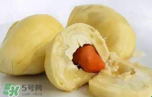 榴蓮籽能種嗎？榴蓮籽怎么種小盆栽？
