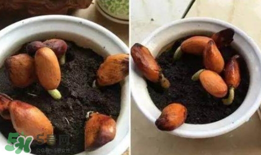 榴蓮籽能種嗎？榴蓮籽怎么種小盆栽？