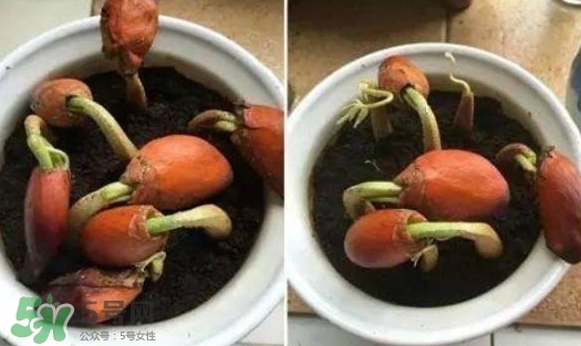 榴蓮籽能種嗎？榴蓮籽怎么種小盆栽？