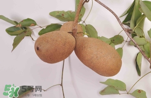 八月炸果為什么種的人少？八月炸可以放多久