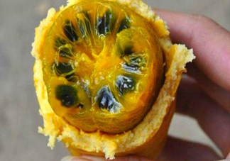 八月炸適合哪里種植？八月炸作用和功效是什么