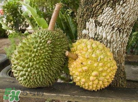 哺乳期吃榴蓮對(duì)寶寶有影響嗎？哺乳期吃榴蓮寶寶會(huì)過敏嗎？