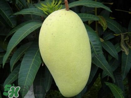 芒果有哪些品種？哪種芒果最好吃？