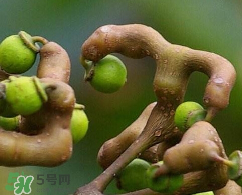 拐棗為什么沒人買？拐棗學(xué)名是什么