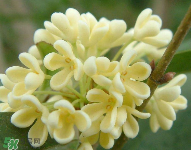新鮮桂花怎么清洗？新鮮桂花可以冷凍嗎？