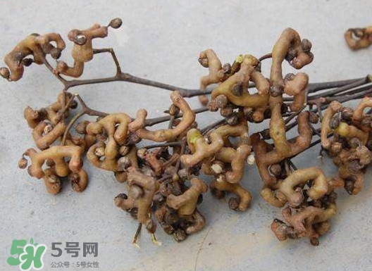 拐棗可以嫁接嗎？拐棗是哪里的特產(chǎn)