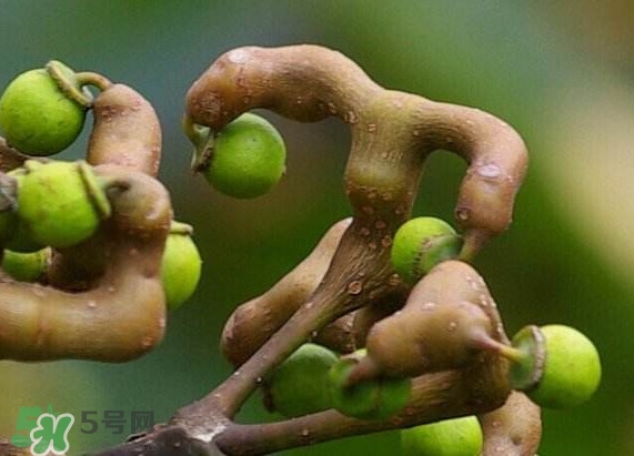 吃拐棗對(duì)人有什么好處？拐棗哪里有賣(mài)的