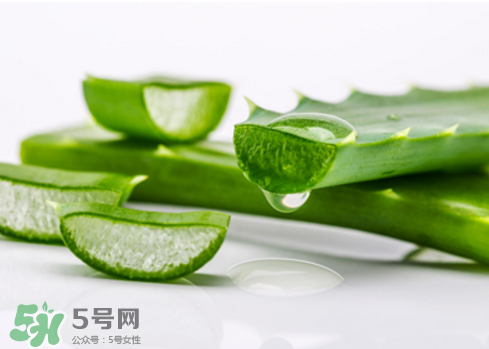 蘆薈泡酒治皮膚病嗎？蘆薈泡酒的功效與作用