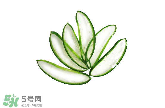 蘆薈泡酒治皮膚病嗎？蘆薈泡酒的功效與作用