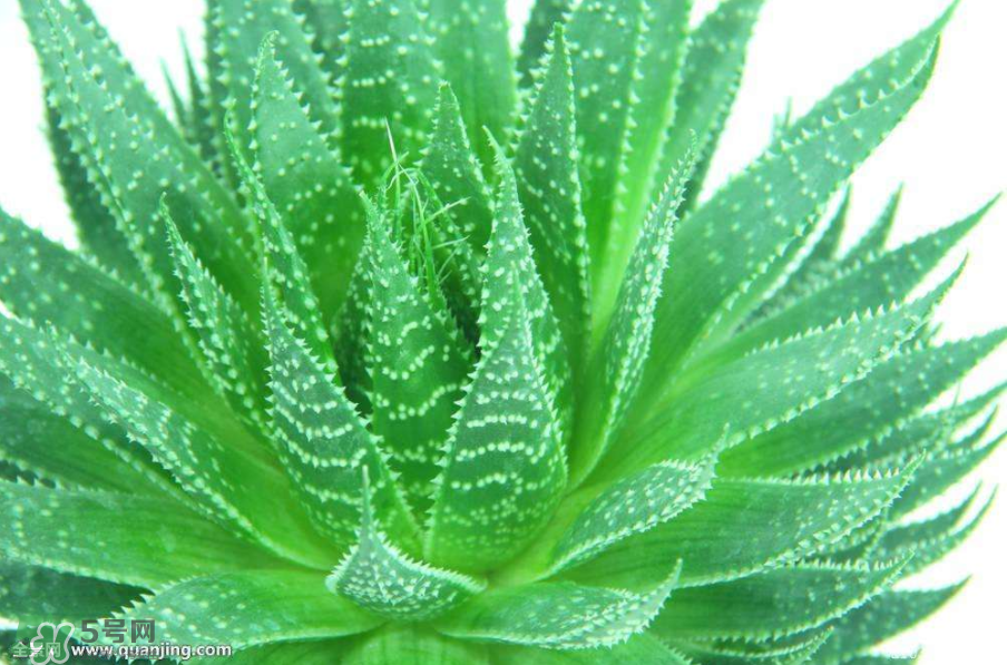 蘆薈有哪些作用？蘆薈會開花嗎？