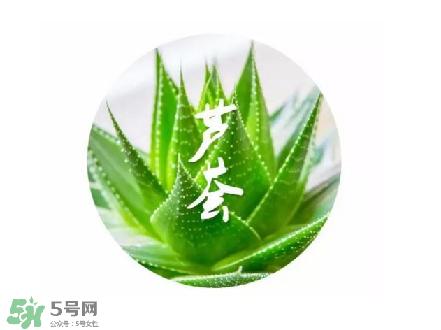 蘆薈膠的醫(yī)療作用有哪些？蘆薈膠的使用方法有哪些？