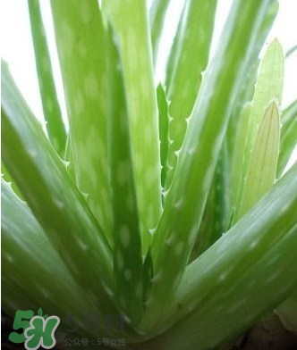 蘆薈膠的醫(yī)療作用有哪些？蘆薈膠的使用方法有哪些？